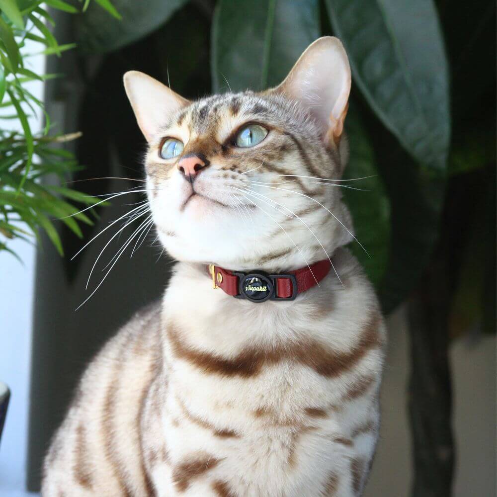 Breakaway Cat Collar