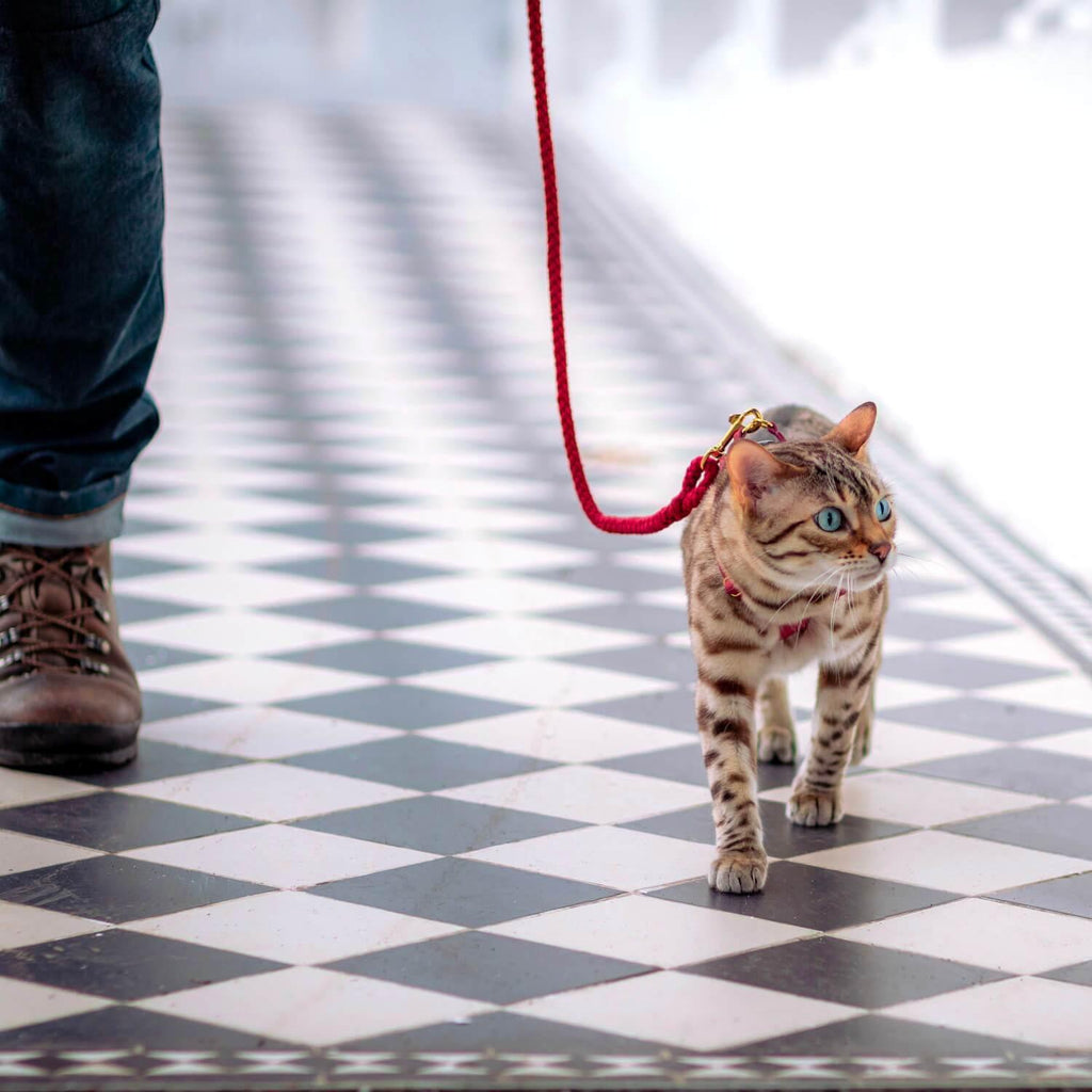 Rope Cat Leash - Strawberry Pink