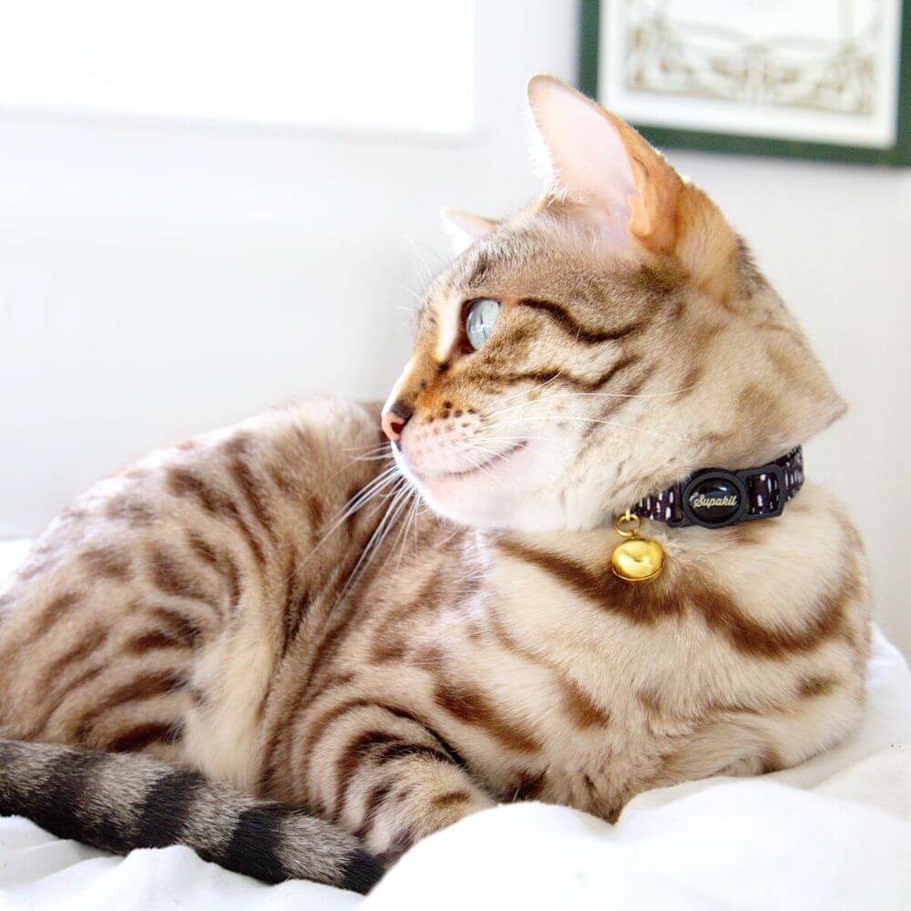 Breakaway Cat Collar