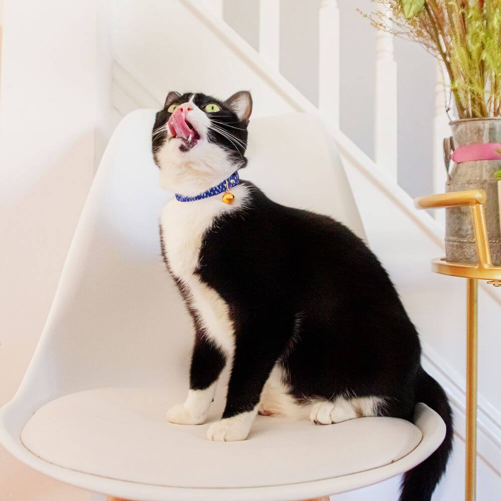 Breakaway Cat Collar