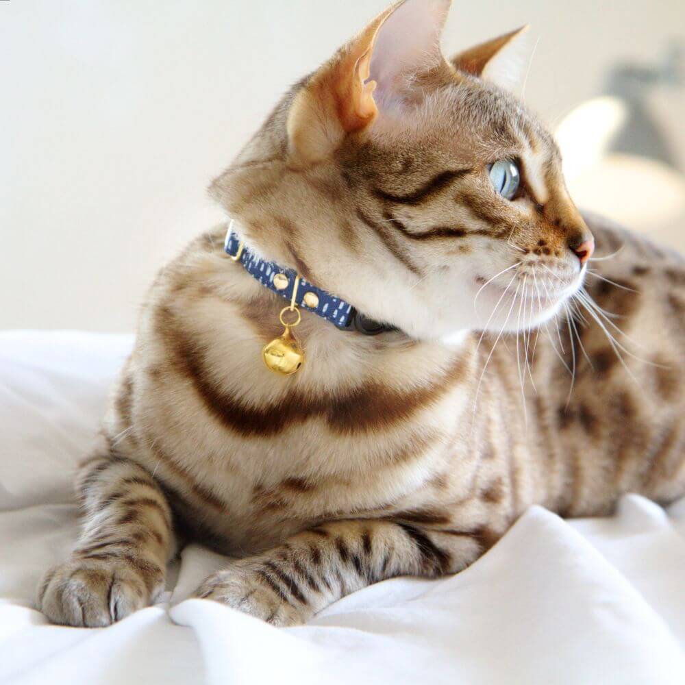 Breakaway Cat Collar