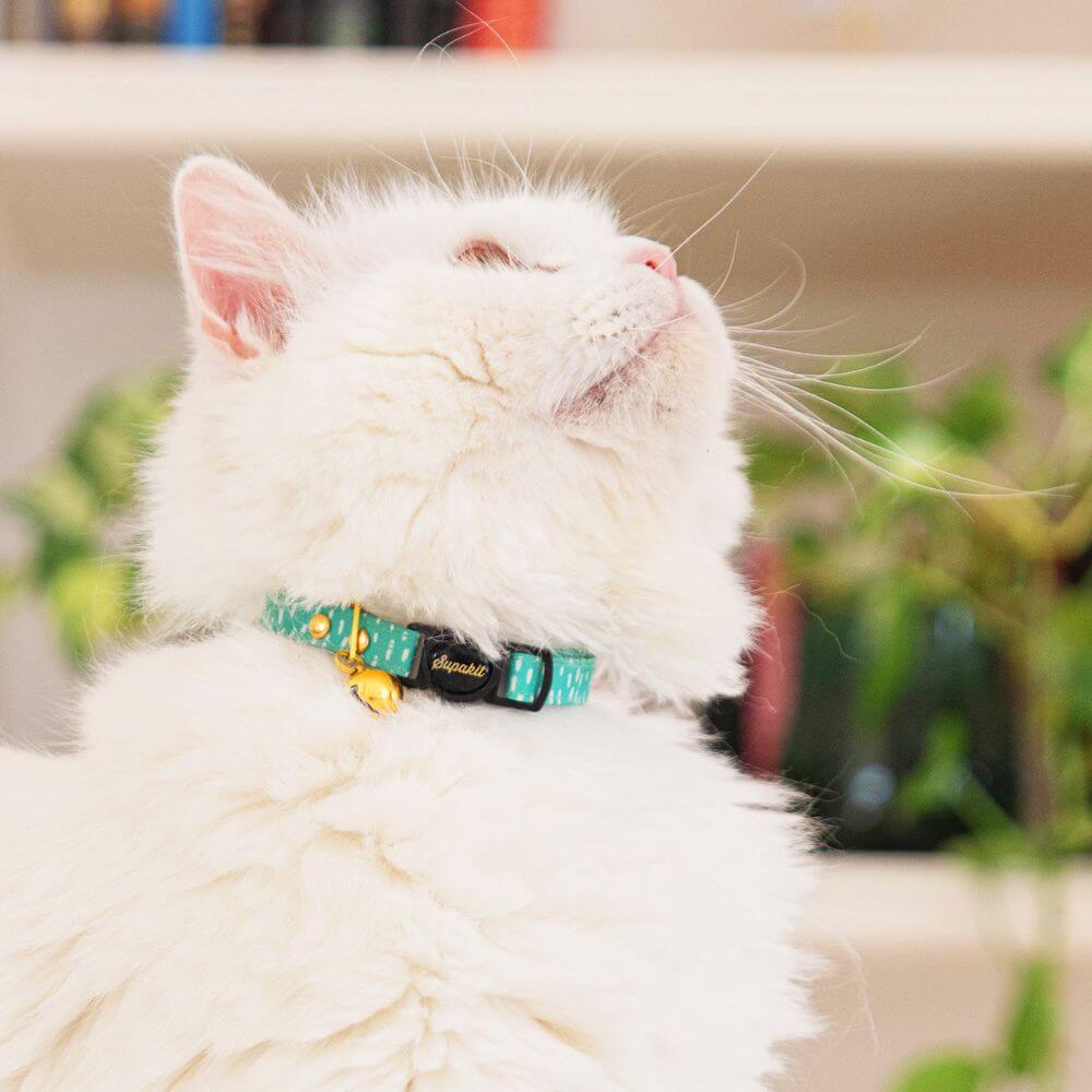 Breakaway Cat Collar
