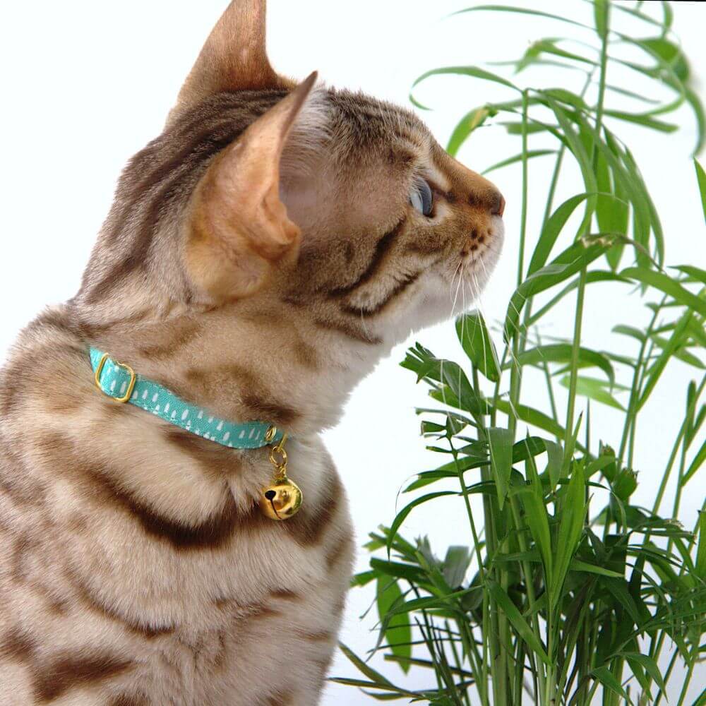 Breakaway Cat Collar
