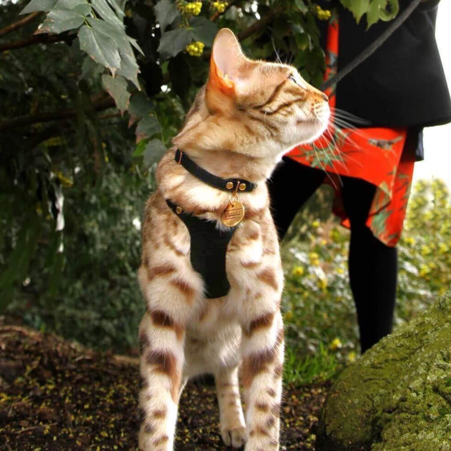Cat ID Tag - Custom Engraved