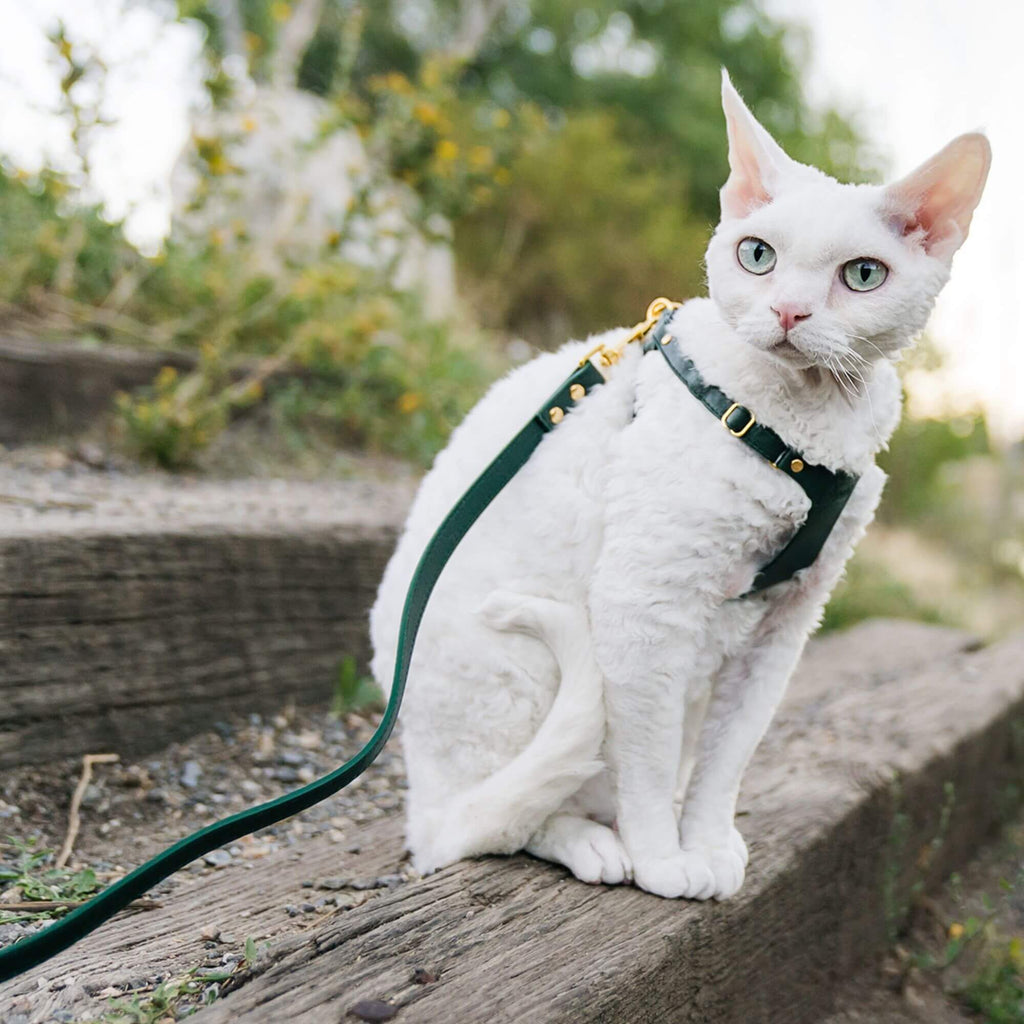 Cat Leash