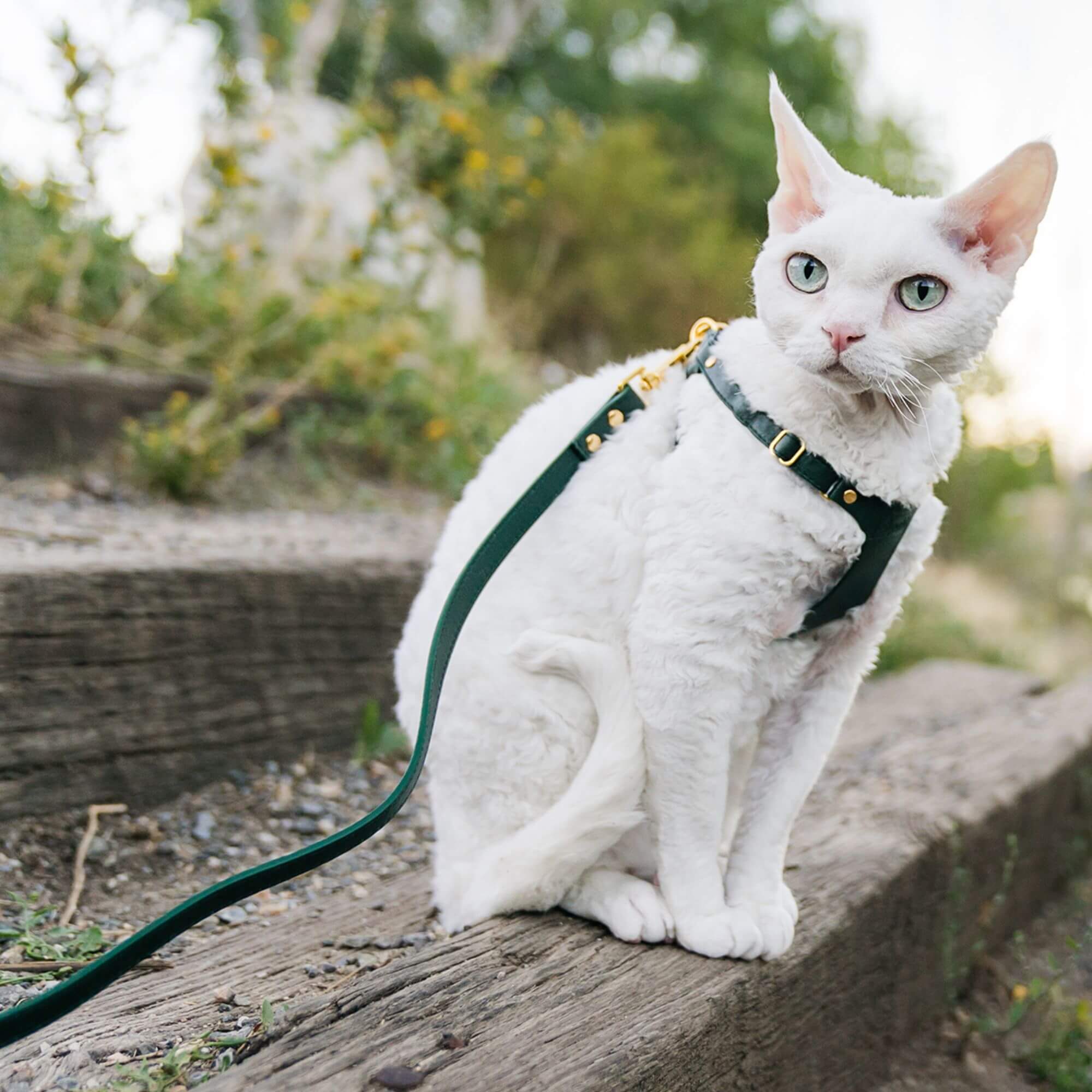 Cat Leash