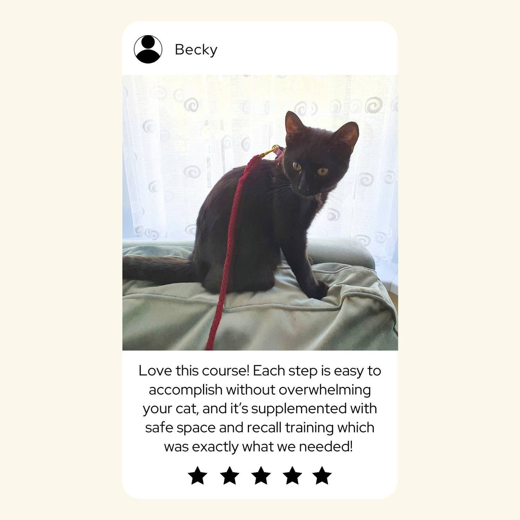 The Complete Cat Harness Training Course