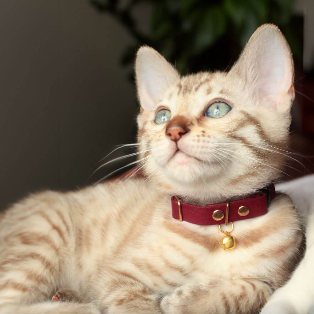 Breakaway Cat Collar
