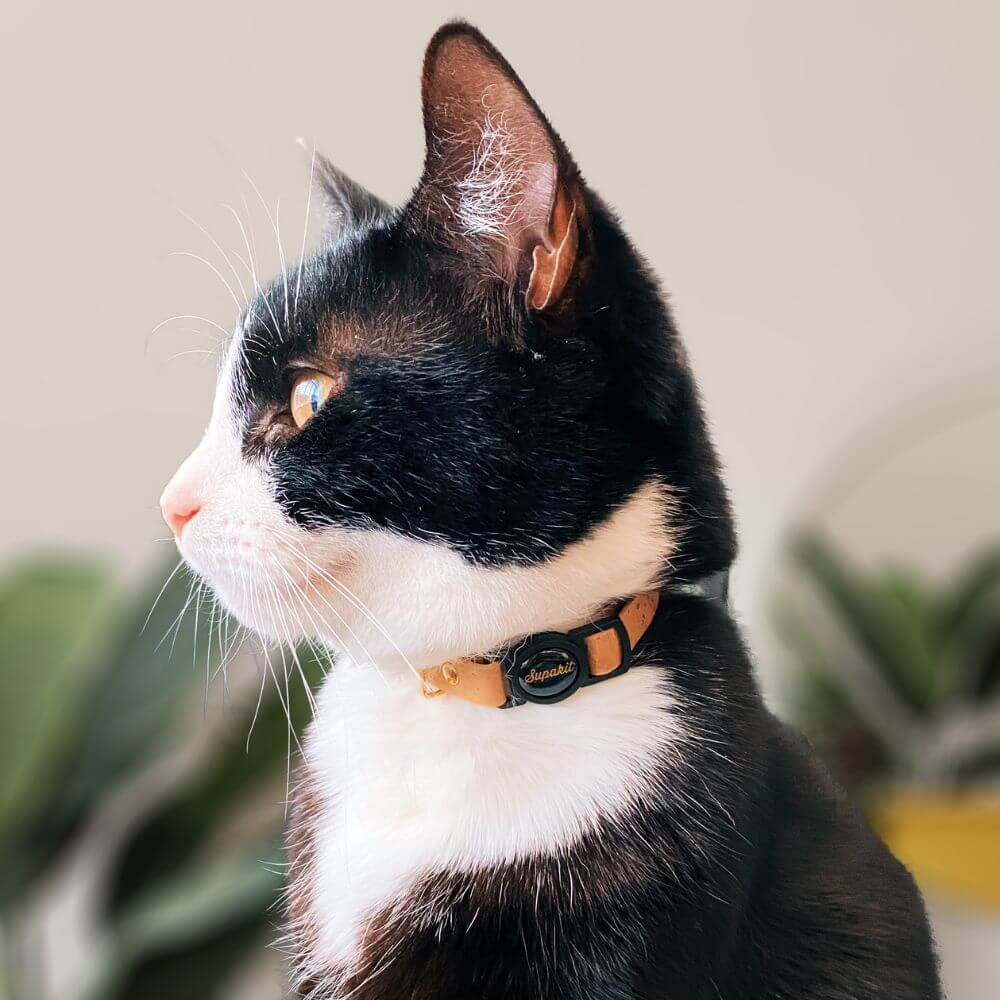Breakaway Cat Collar