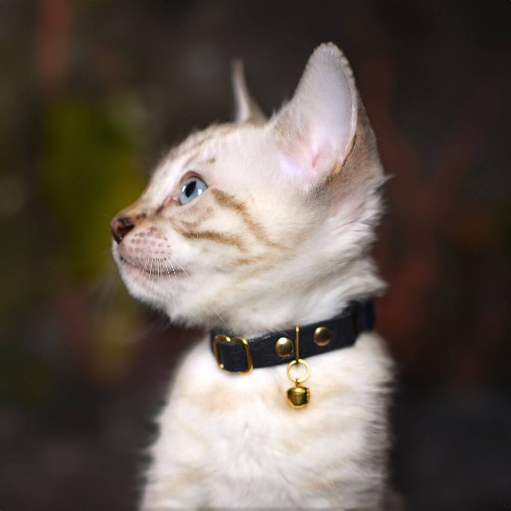 Breakaway Cat Collar
