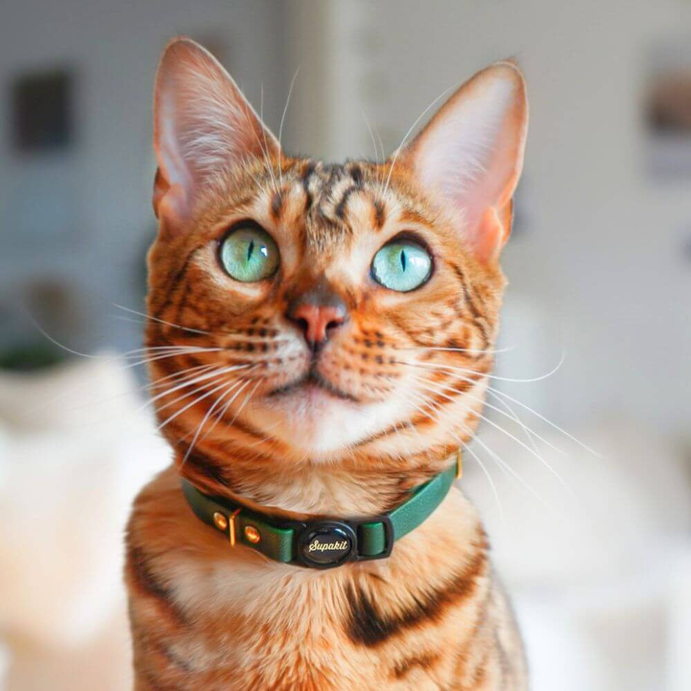 Breakaway Cat Collar