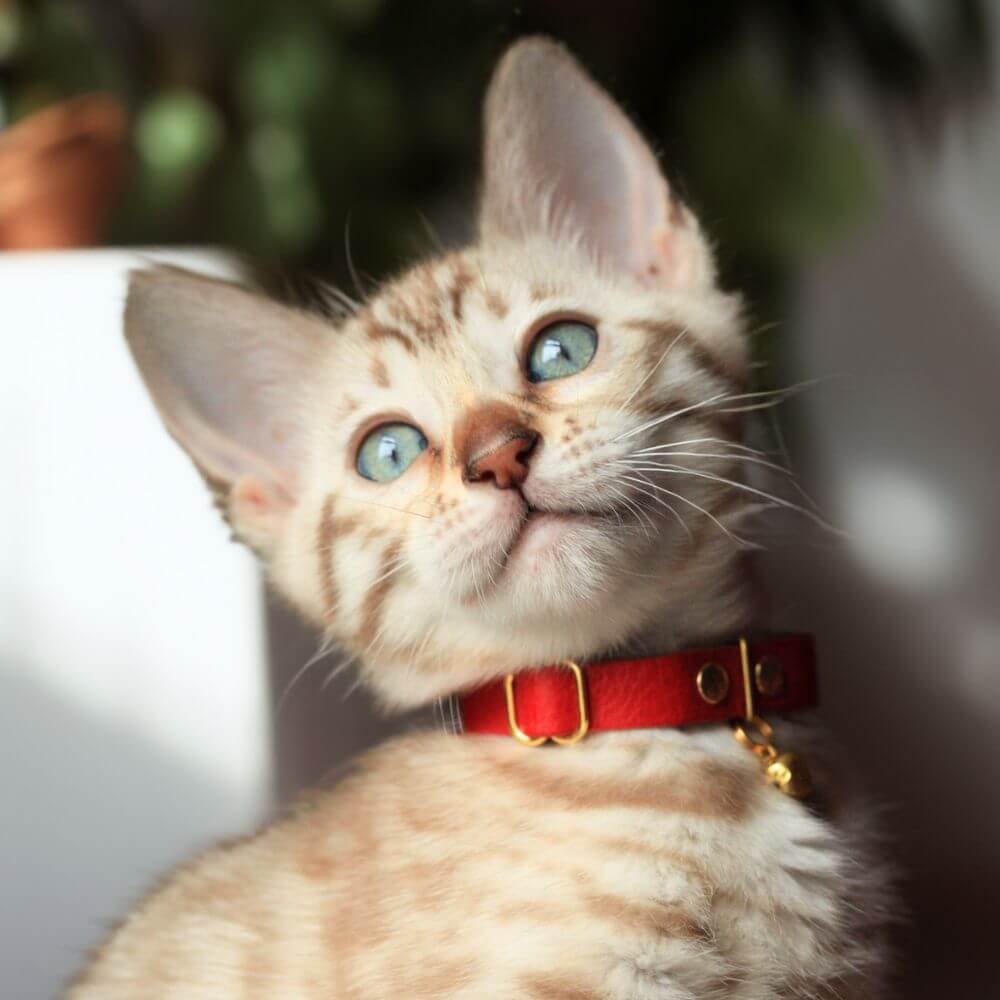Breakaway Cat Collar