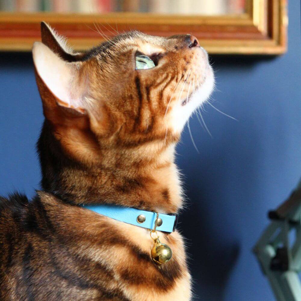 Breakaway Cat Collar