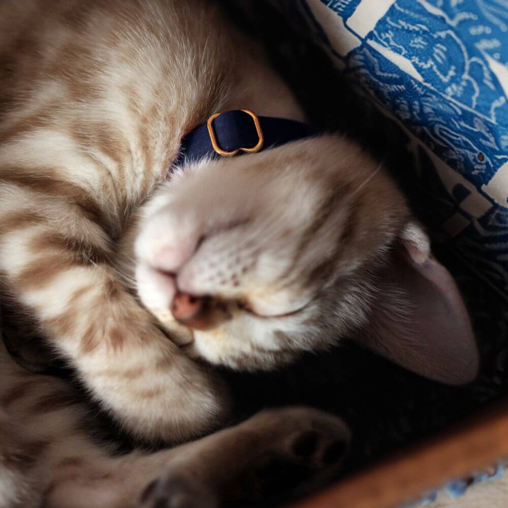 Breakaway Cat Collar