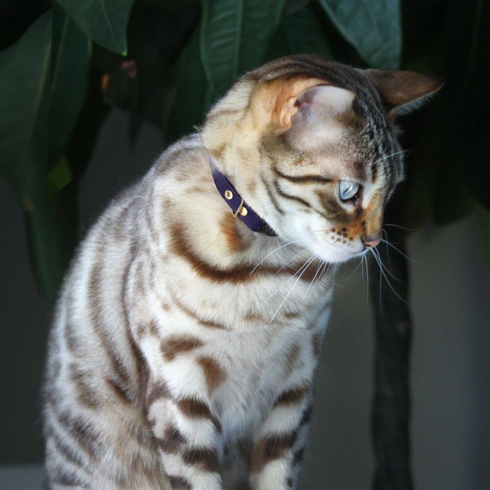 Breakaway Cat Collar