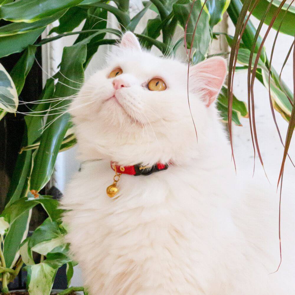 Breakaway Cat Collar