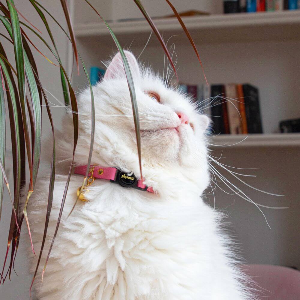 Breakaway Cat Collar