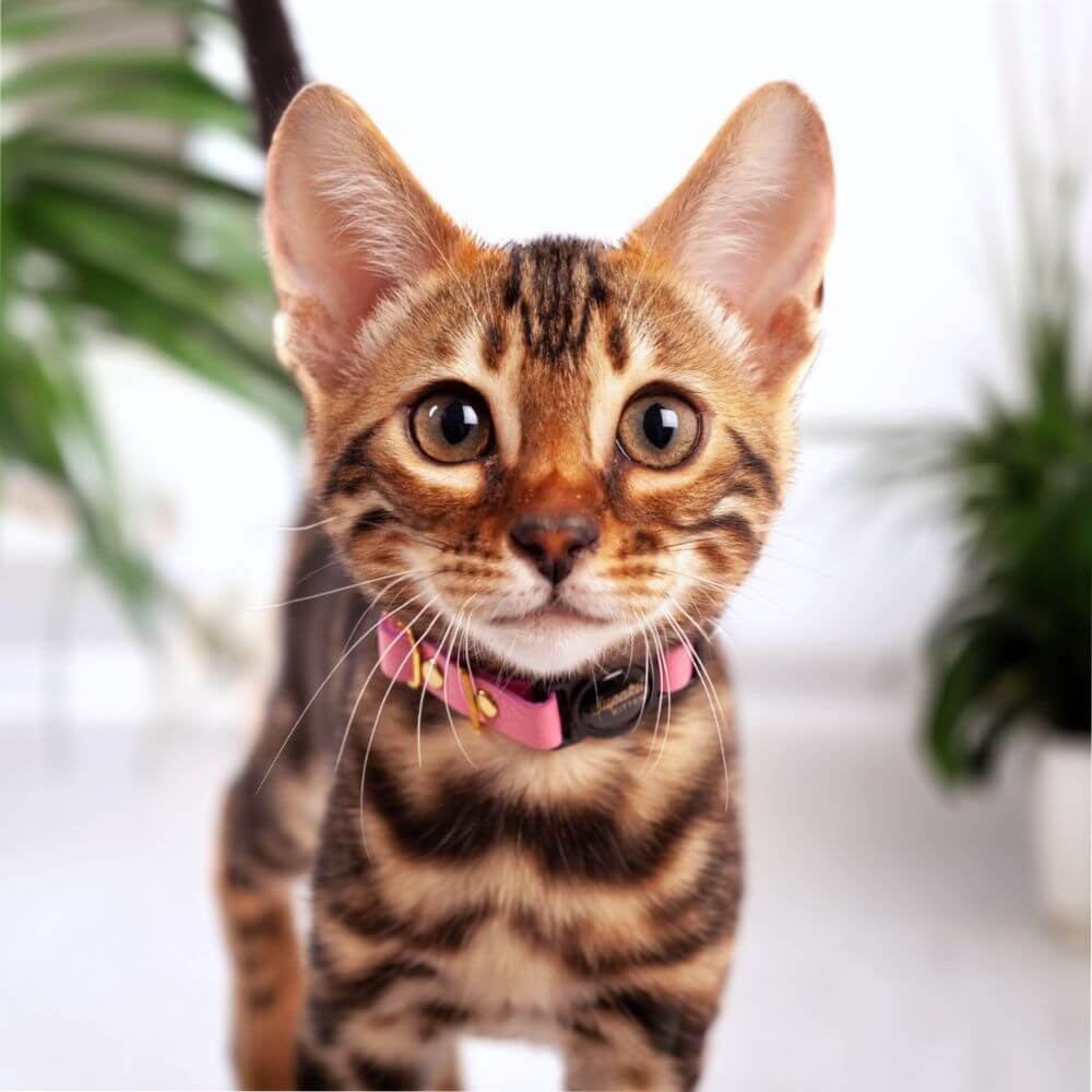 Breakaway Cat Collar