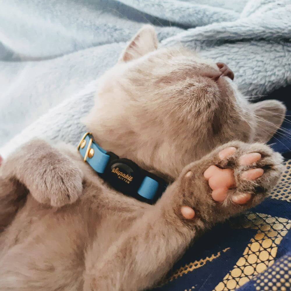 Breakaway Cat Collar