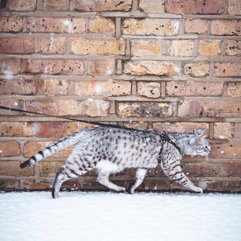 Retractable Cat Leash