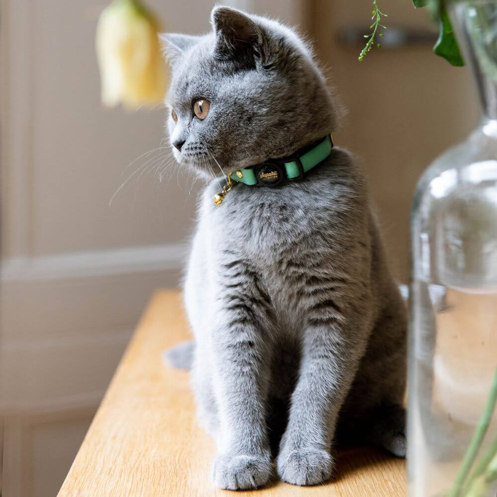Breakaway Cat Collar