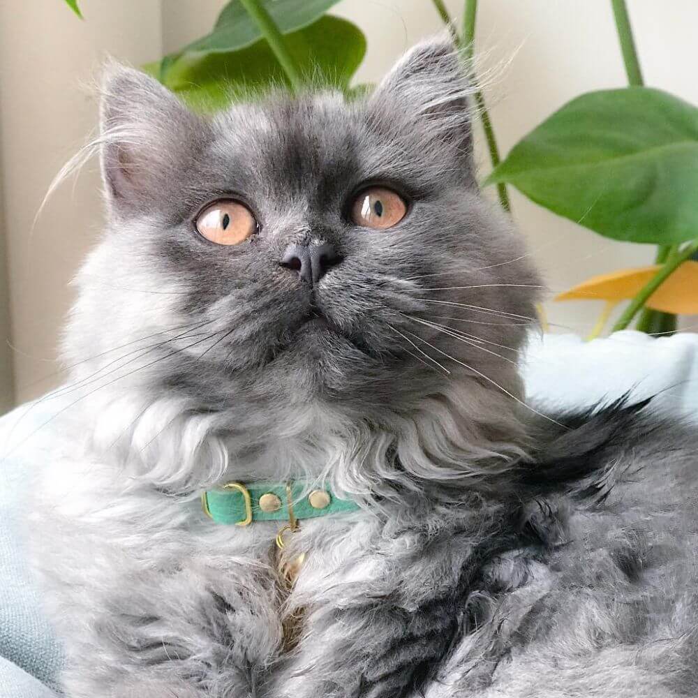 Breakaway Cat Collar