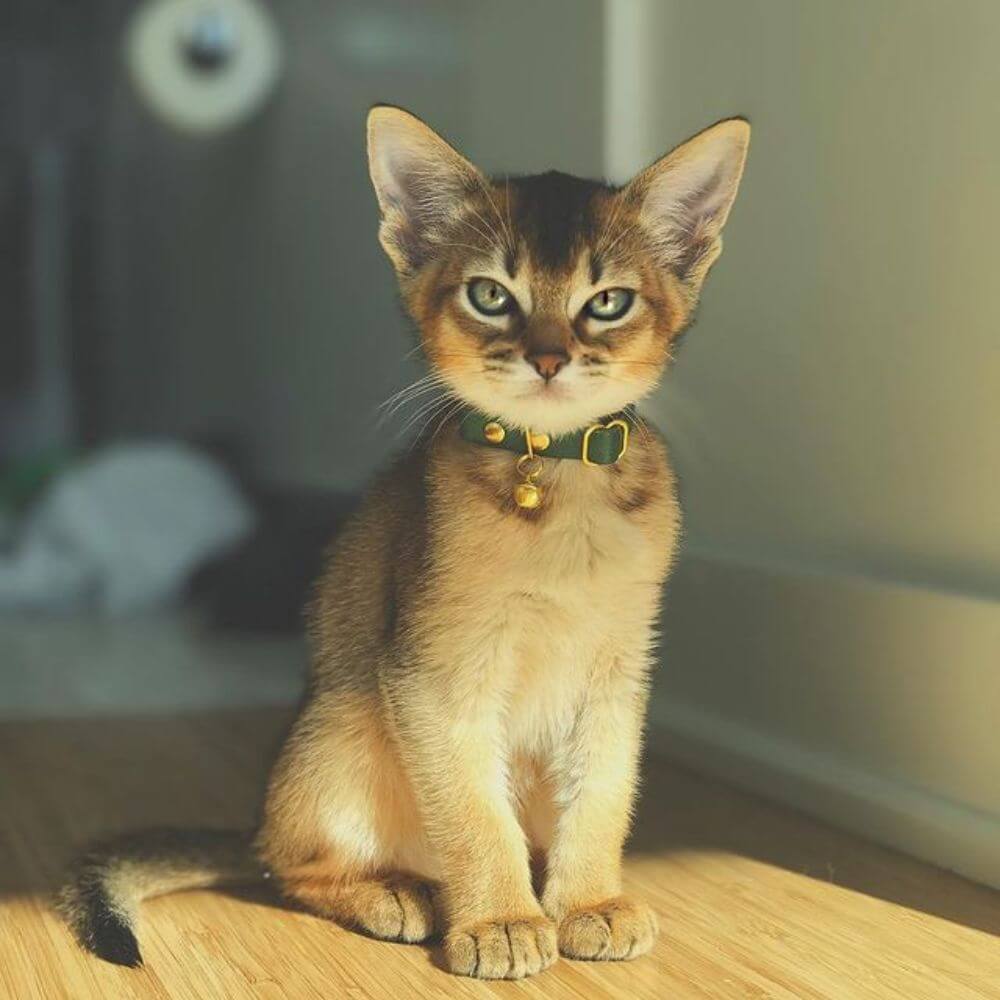 Breakaway Cat Collar