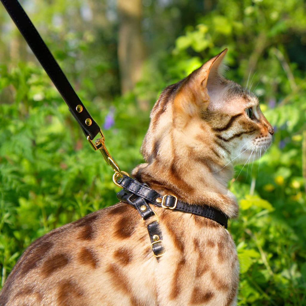 Cat Leash