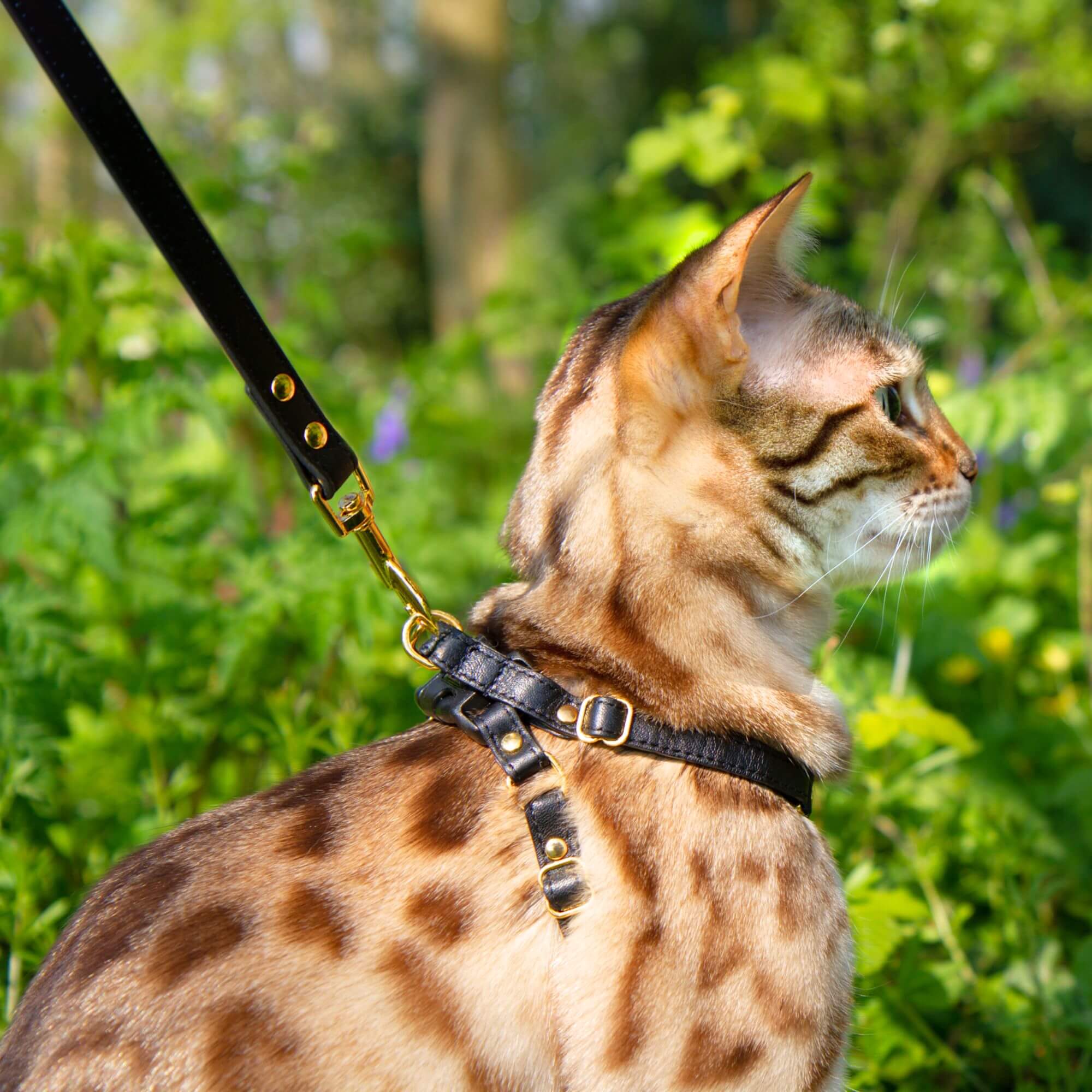 Cat Leash
