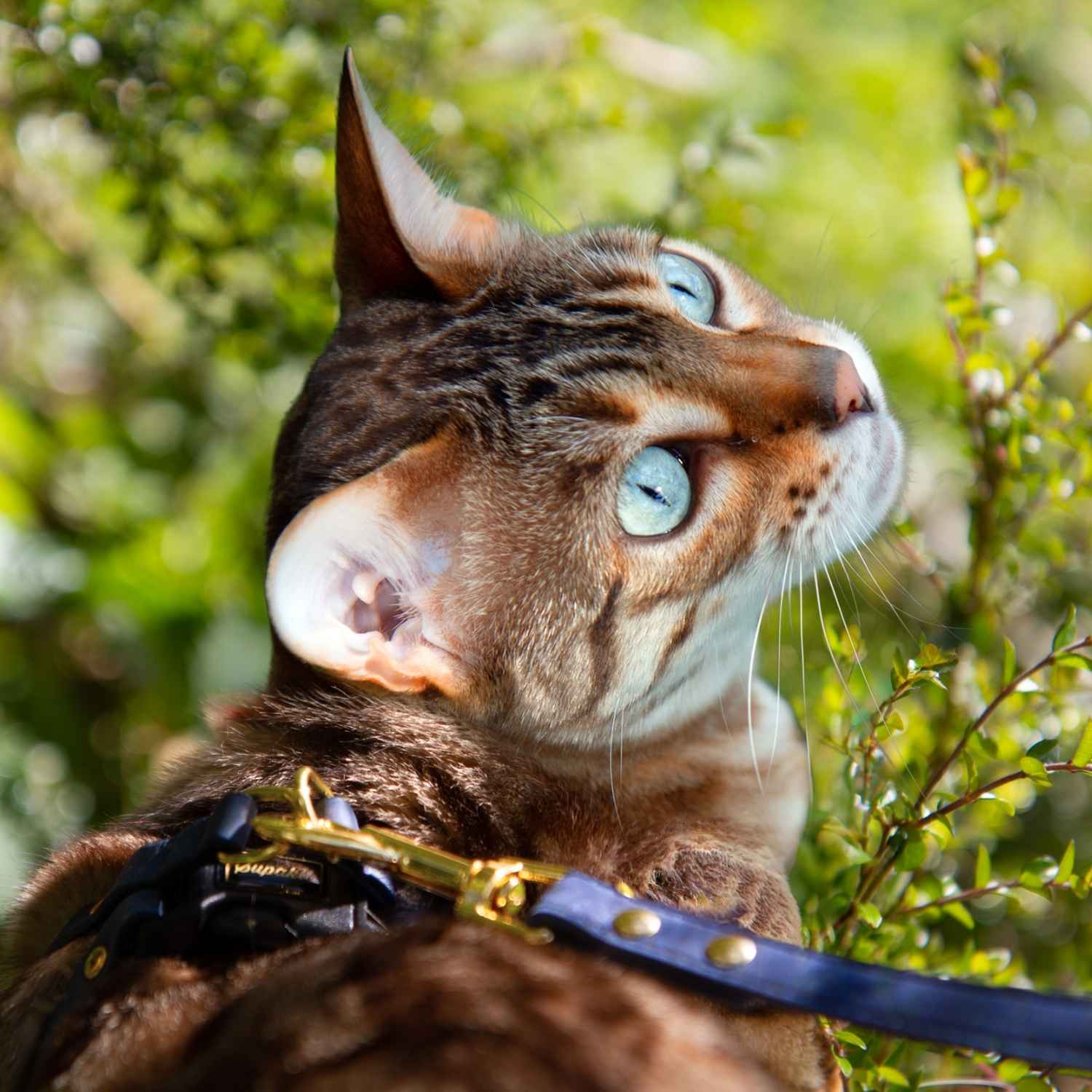Cat Leash