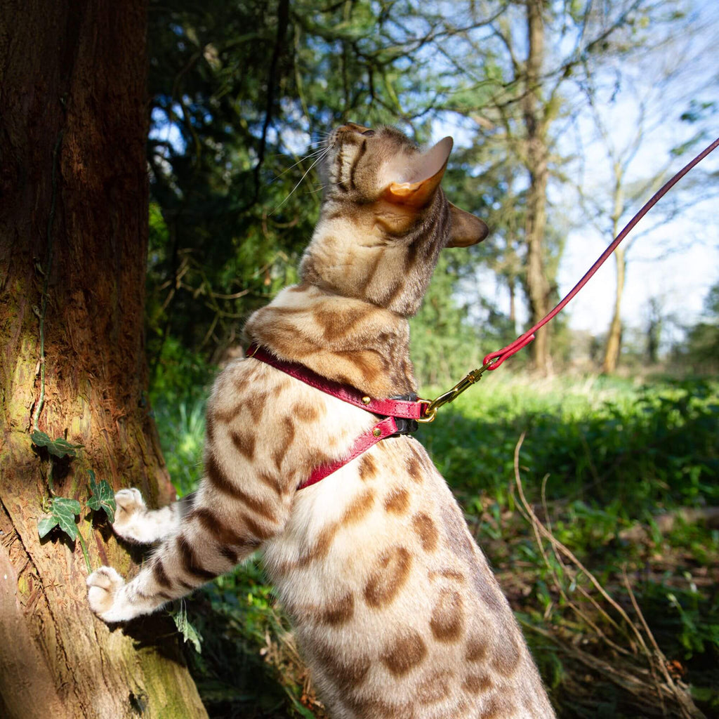 Cat Leash