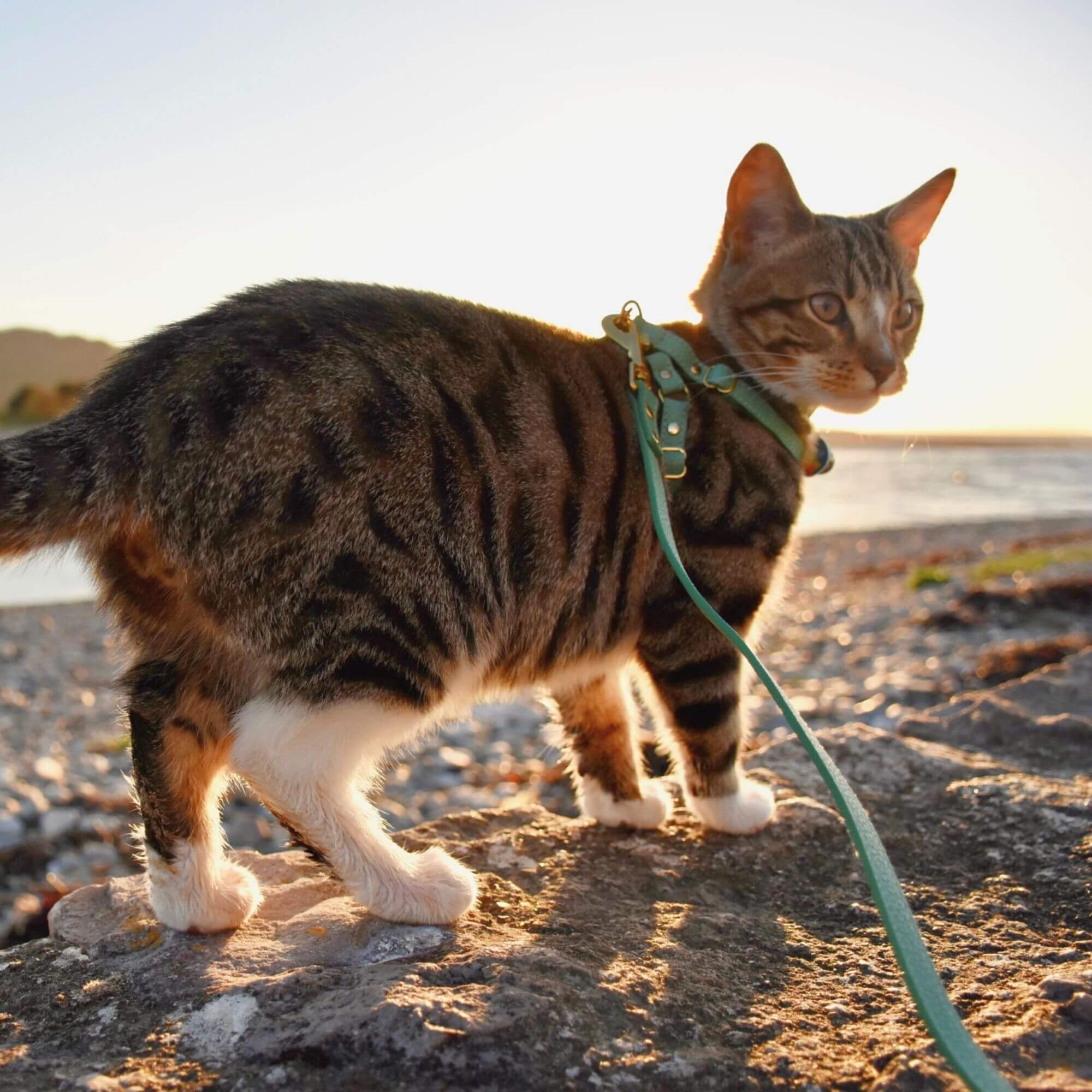 Cat Leash