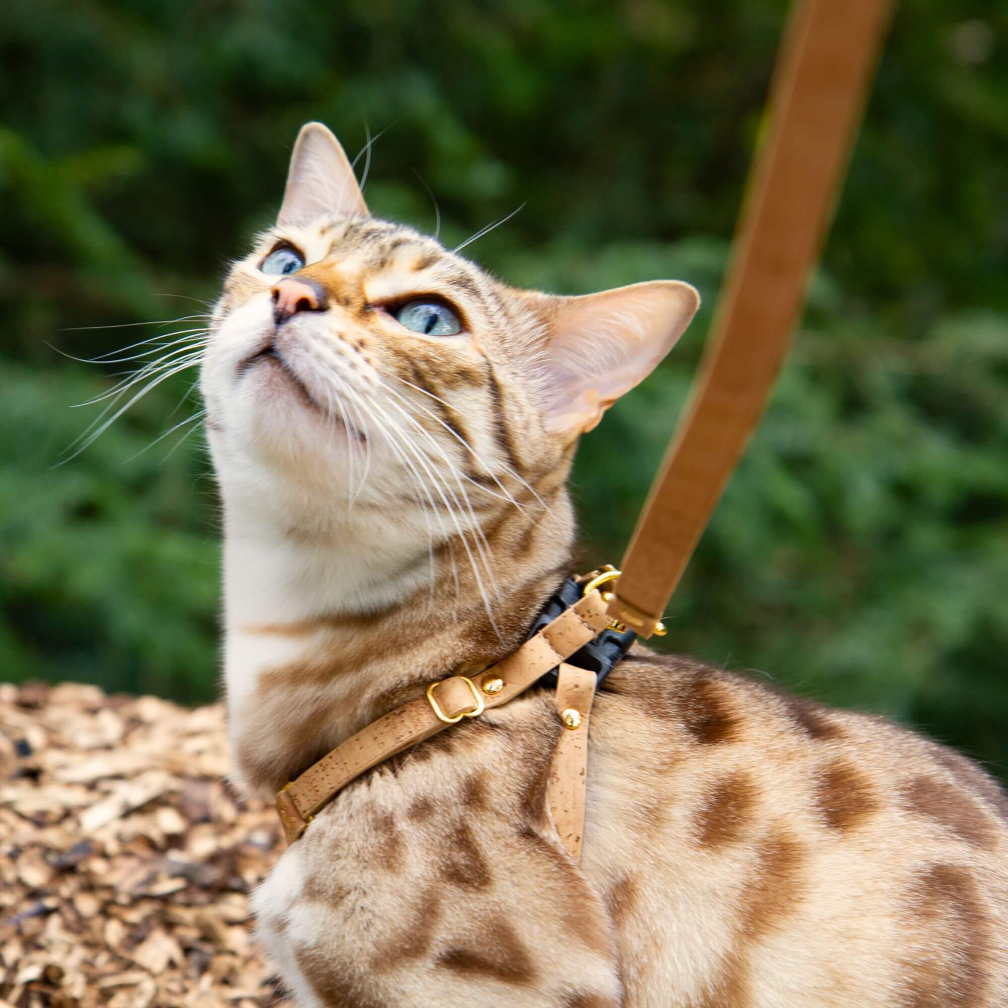 Cat Leash