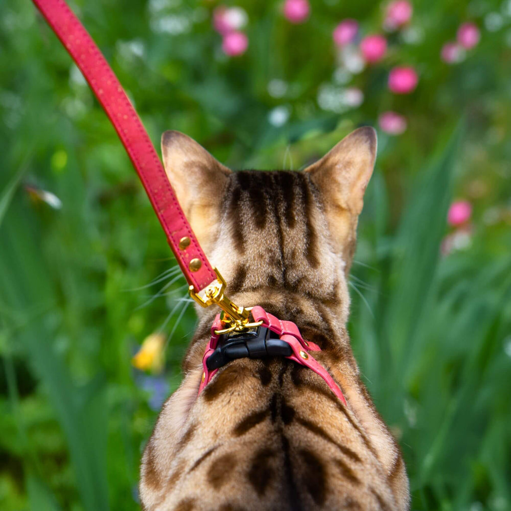Cat Leash