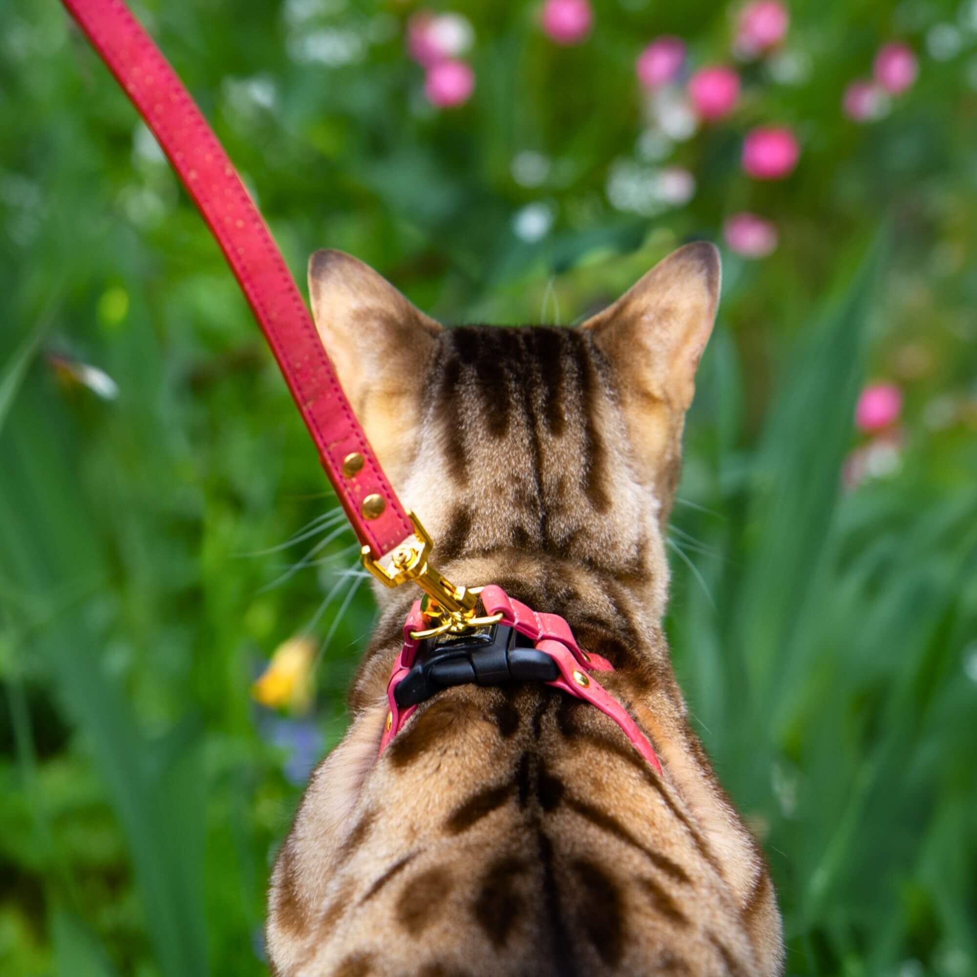 Cat Leash